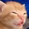 frankdp1