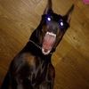 shadowanok