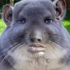 lordfarquadosis
