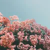 __alinaneni_