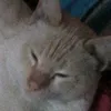 gui_l_l