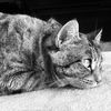 peeshthekitty