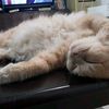 mimie.n.mikioyen