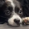 leoahone