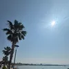gcsf181