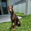 arrowraptorthedobie