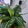.danielaoliveira