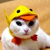 ducwoo