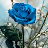 larosebleue6