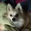ermiraficoroula