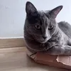 nodnoleiwoz