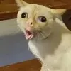 naivxdiva
