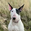 roxythebullterrier_