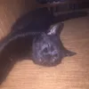 kavoi_xanhnek