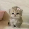 glitterevenenoo