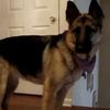 spike.pup.paw