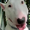 doggomelon2.0