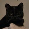 spookythecatlady
