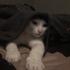 periwinklethegreat