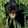 orange_black_panther