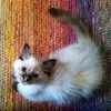 astritheadventurecat