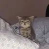 frfrorong