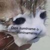 querolloconelpollo8