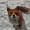 freya.daw