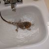 iwishturtlesweregreen
