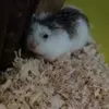hamster_polly35