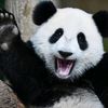 panda.kayla