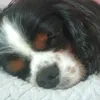 tommycavalier