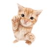 meow_bootslav