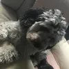 dogs_franky