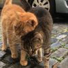 lisetteeggens_