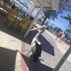 pelican495
