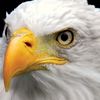 patriotcamericanleftboob