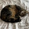 xsophiecat
