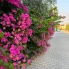 _edars_