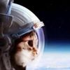 catinhumanbody