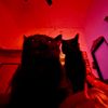 meowwwwww420