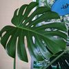 jqplants