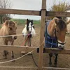 life_of_three_horses
