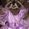 raccprincess