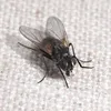 flugjagarna