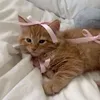 kankercutie