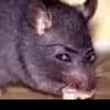 brenin_littlecat