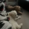 whichmo