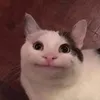 euluam_