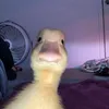 meliros25